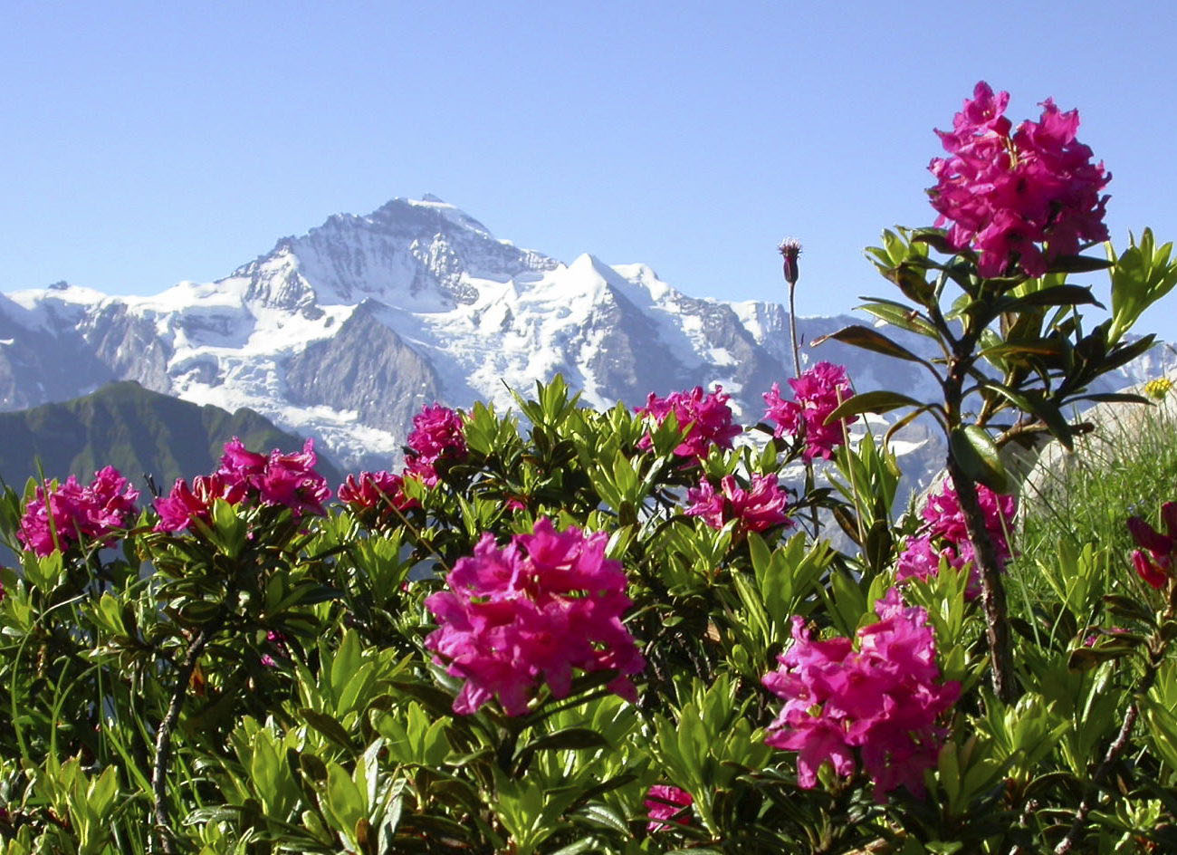 Le Secret des Glaciers